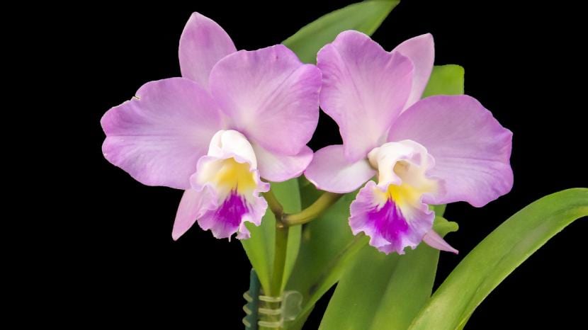 Orquídea Phalaenopsis en flor