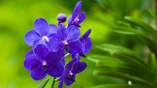 Orquídeas de flores azules