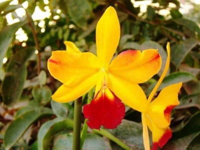 Orquídea de flores amarillas en maceta