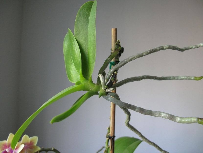 Keiki desarrollado sobre el tallo floral de una orquídea