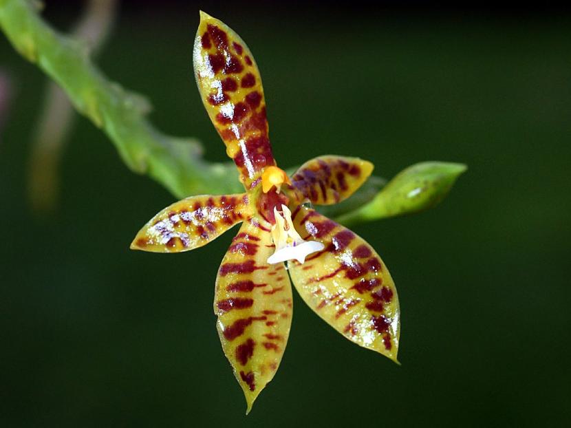 Orquídea Phalaenopsis en flor durante el invierno