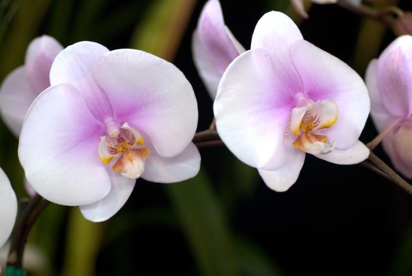 Significado de las orquídeas: origen, colores y mitos