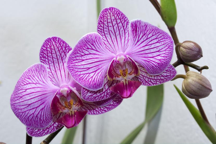 Flor de orquídea Phalaenopsis de color lila