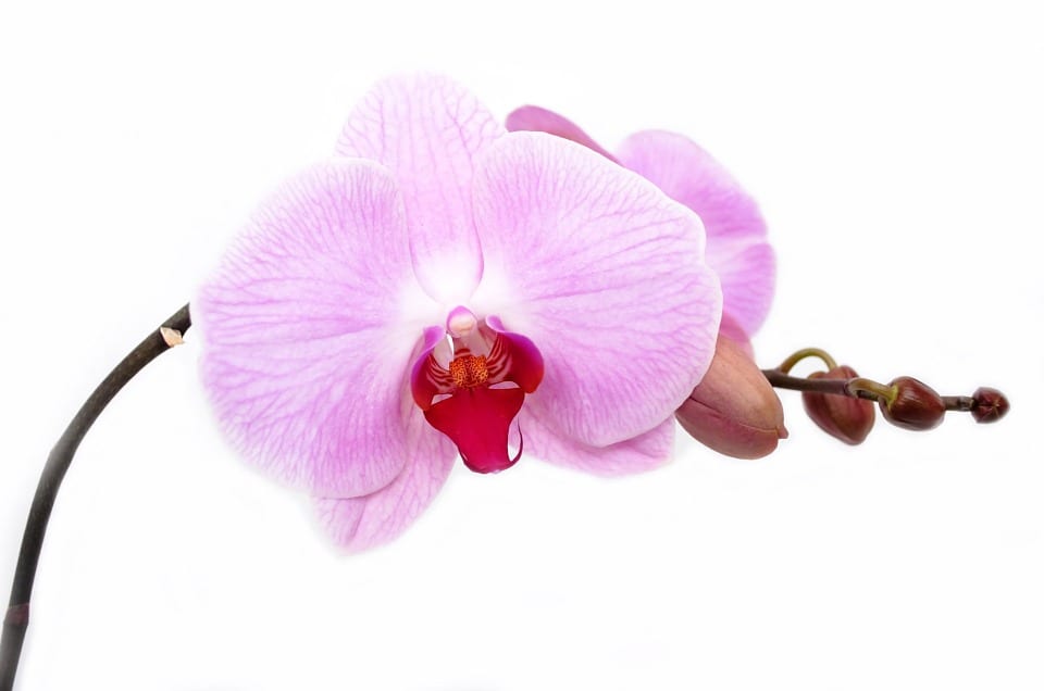Cuándo florecen las orquídeas y qué las hace florecer