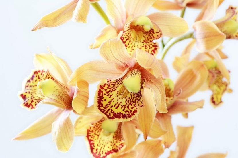 Orquídea en flor en el interior de una vivienda