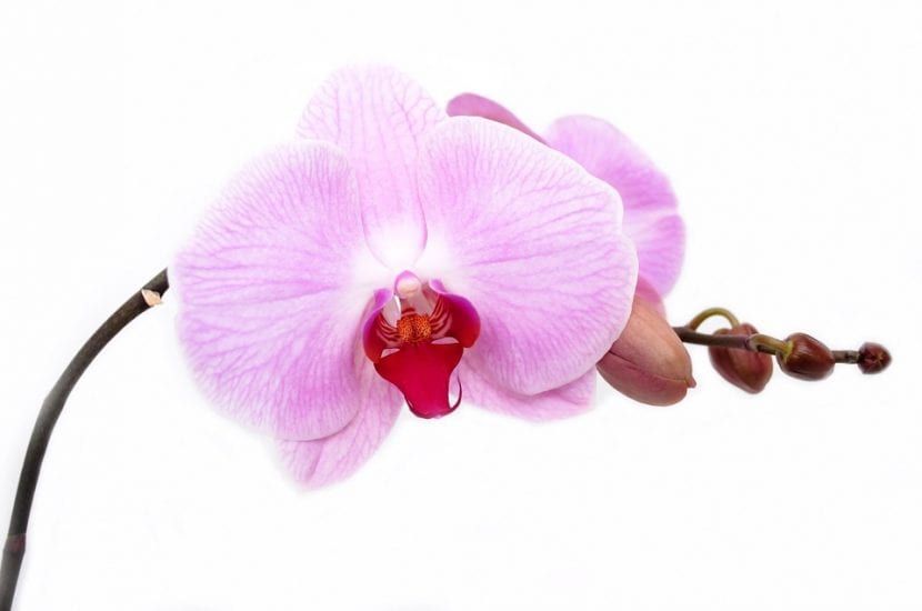 Phalaenopsis en flor