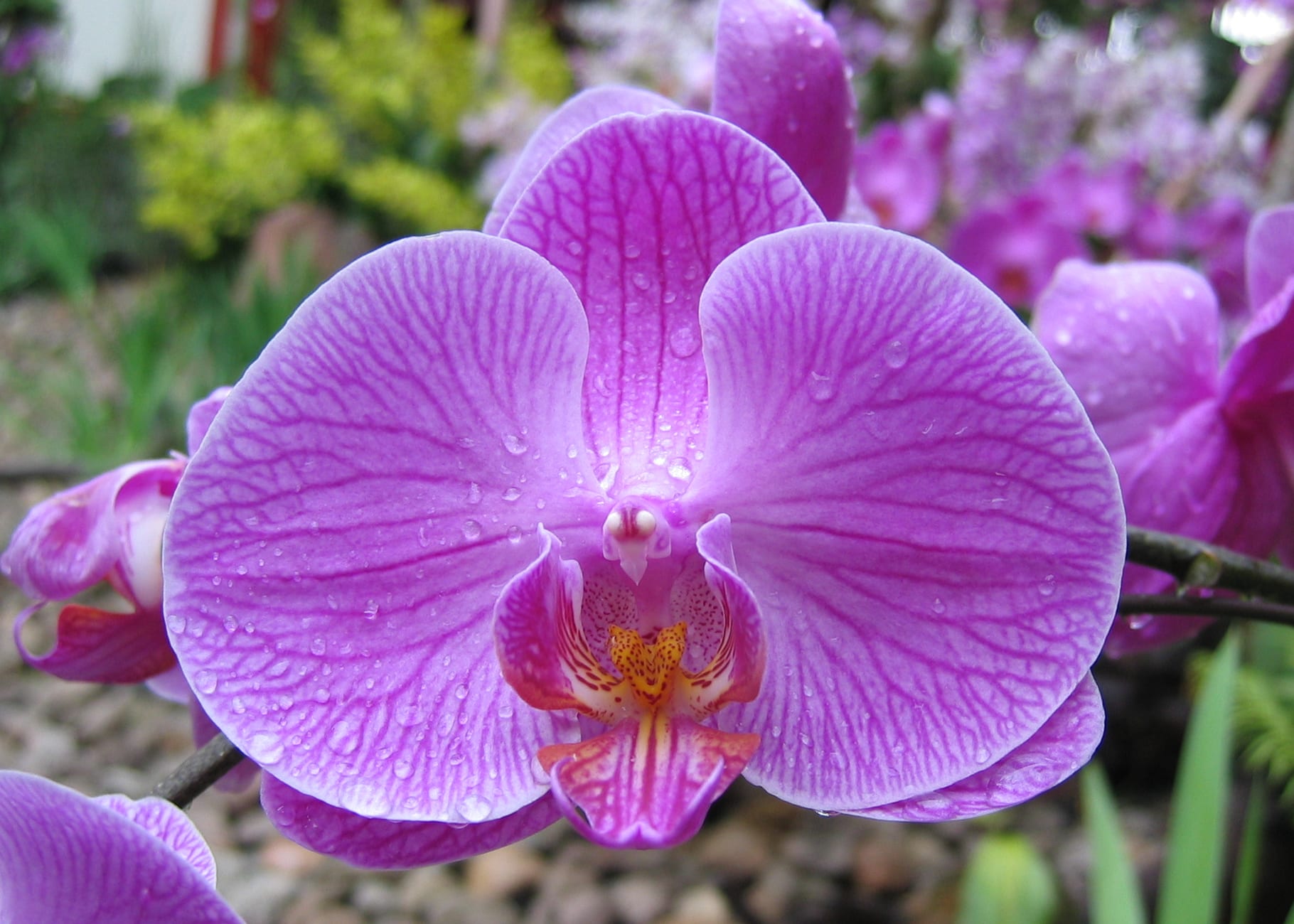 Phalaenopsis en maceta transparente con raíces visibles