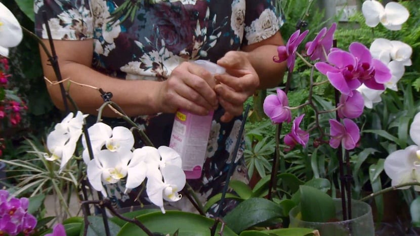 Abonando una orquídea después de la floración
