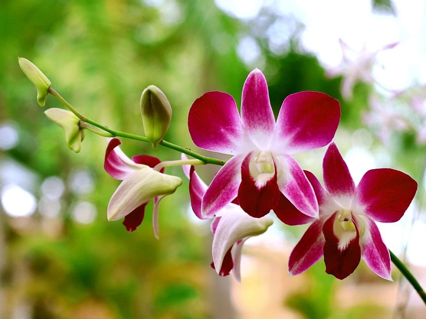 Cuidados de la orquídea tras la floración: guía práctica