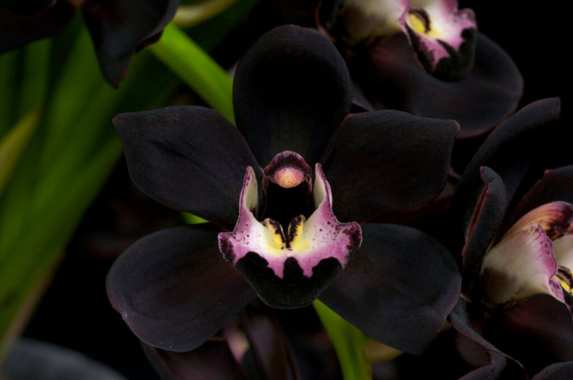 Planta de orquídea negra cultivada en maceta