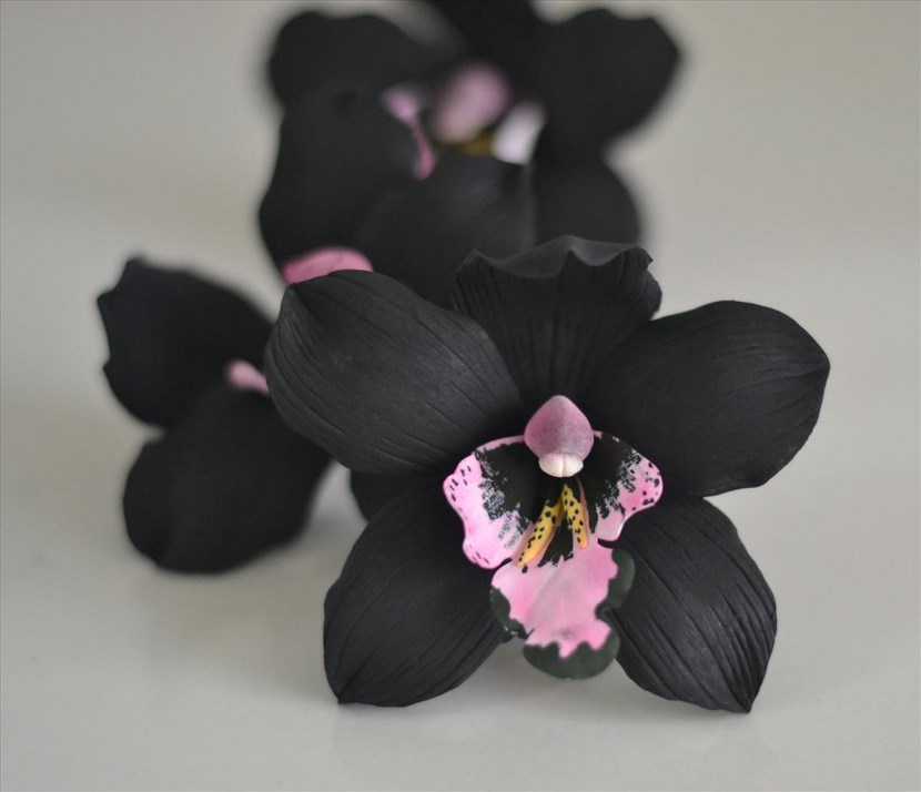 Cuidados de la orquídea negra: guía de cultivo