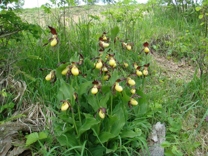 Flor de Cypripedium calceolus con el labelo amarillo en forma de zueco