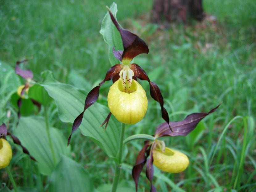 Ejemplar de Cypripedium en plena floración en su hábitat