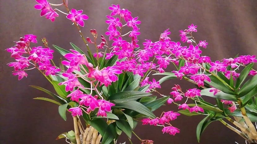 Ramas de Dendrobium kingianum con numerosas flores pequeñas de color rosa