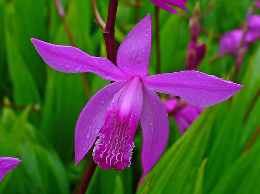 Bletilla striata, la orquídea rústica de jardín