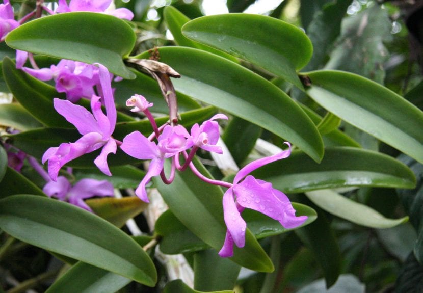 Flores lila de la guaria morada, Guarianthe skinneri