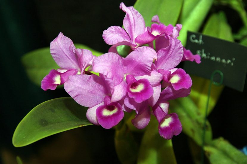 Racimo floral de Cattleya skinneri, sinónimo de la guaria morada