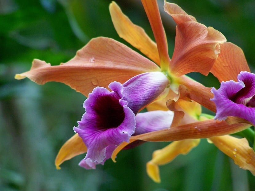 Laelia tenebrosa: cultivo, floración y plagas de la orquídea