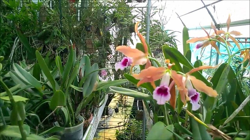 Ejemplar de Laelia tenebrosa cultivado en un vivero junto a otras plantas