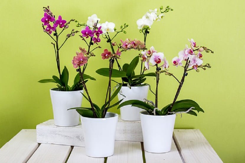 Macetas para orquídeas: qué material y tamaño elegir