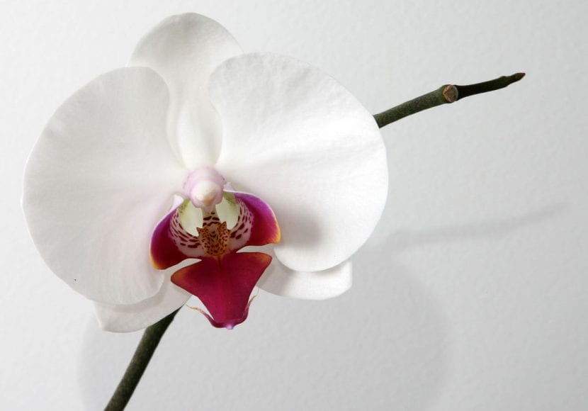 Phalaenopsis cultivada en maceta transparente de plástico