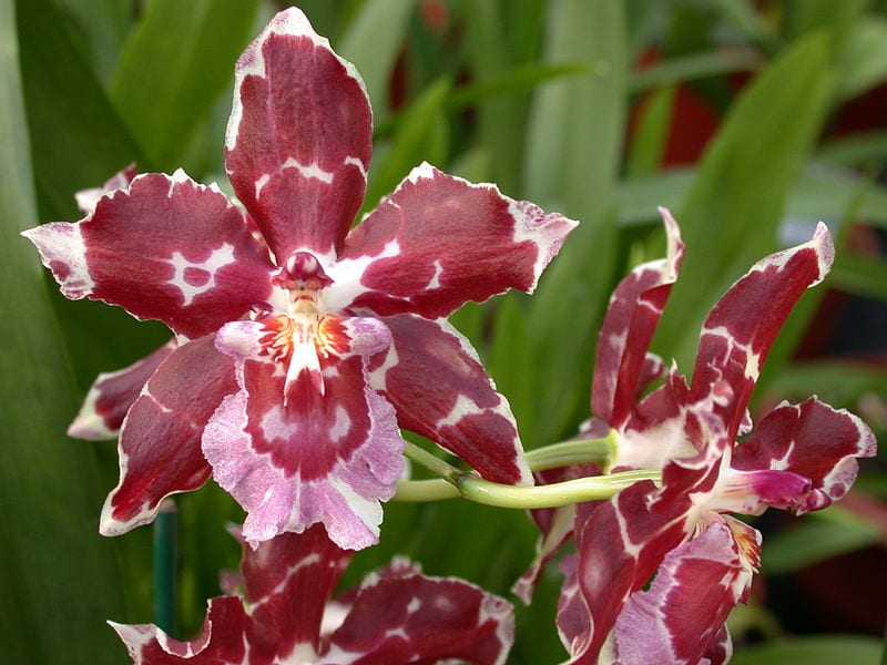 Vara floral de Rhynchostele bictoniensis, antiguo Odontoglossum bictoniense, con flores moteadas y labelo claro