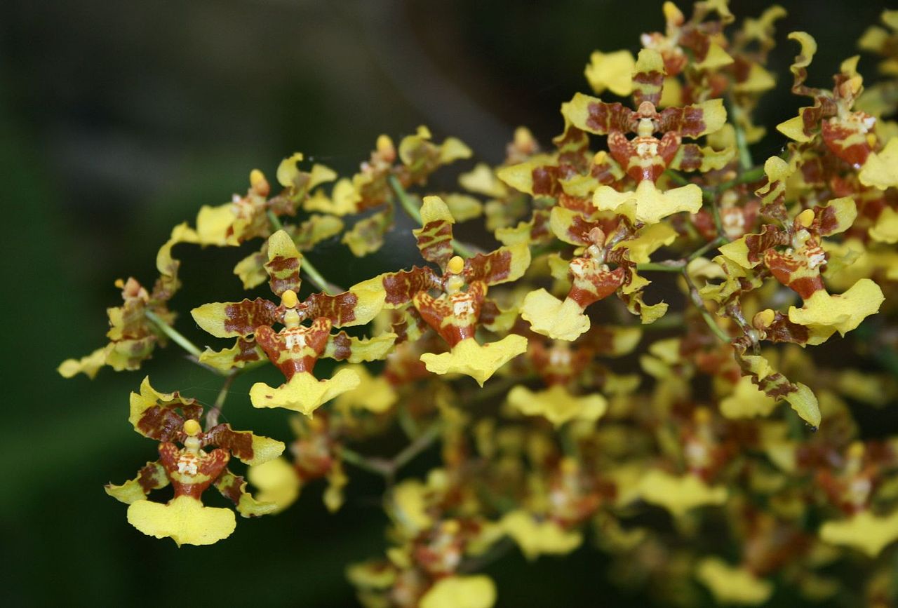 Oncidium: luz, riego y claves para que vuelva a florecer