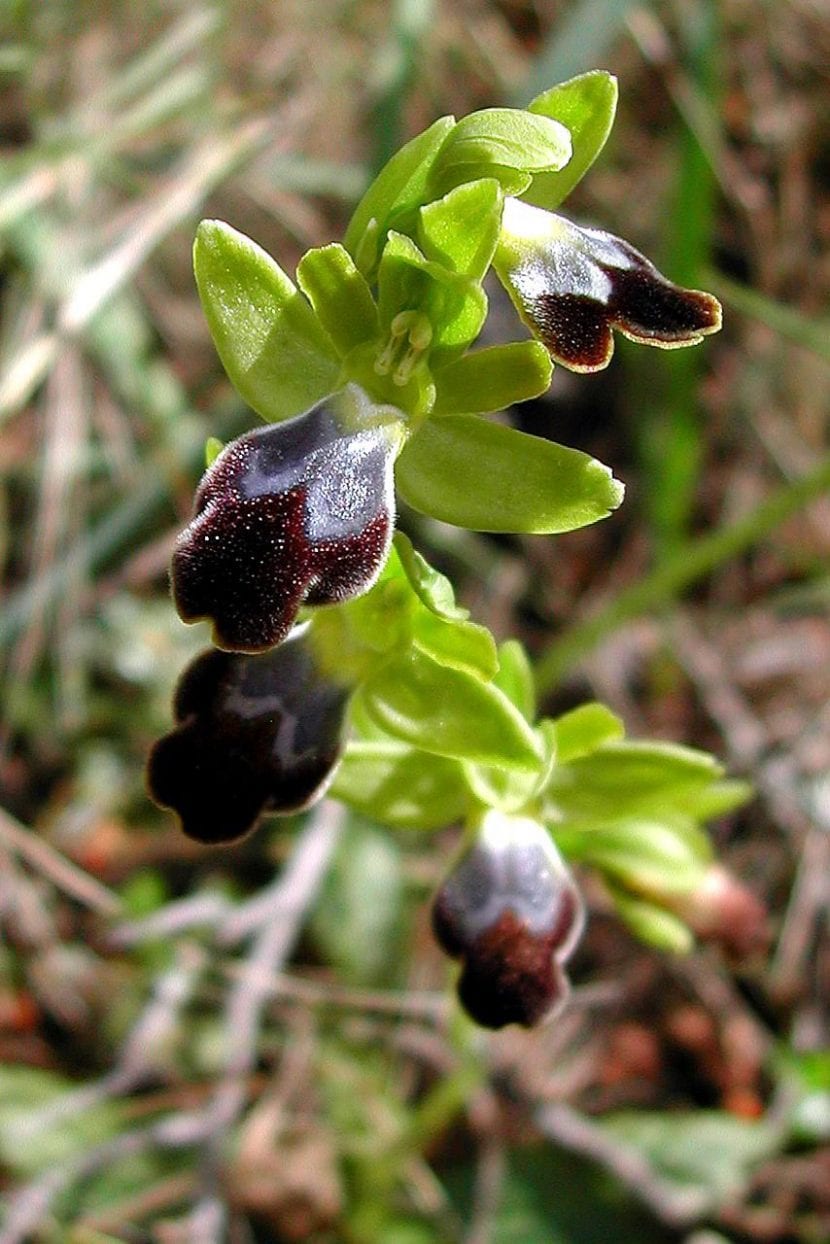 Flor de Ophrys fusca con el labelo oscuro y aterciopelado