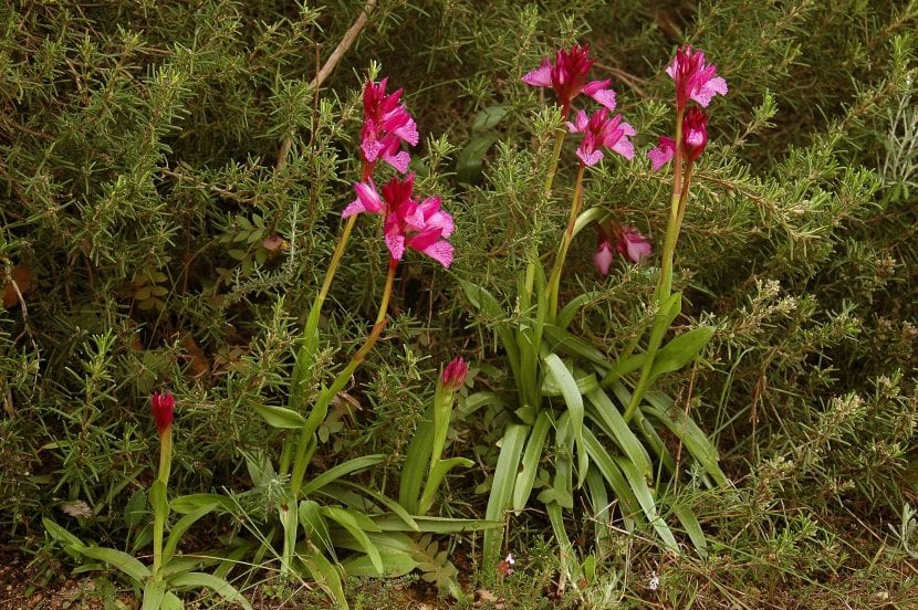 Anacamptis papilionacea en su hábitat de pastizal mediterráneo