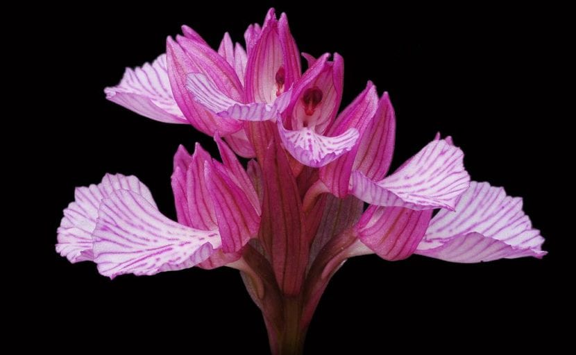 Flor de Anacamptis papilionacea con el labelo en abanico y venas oscuras