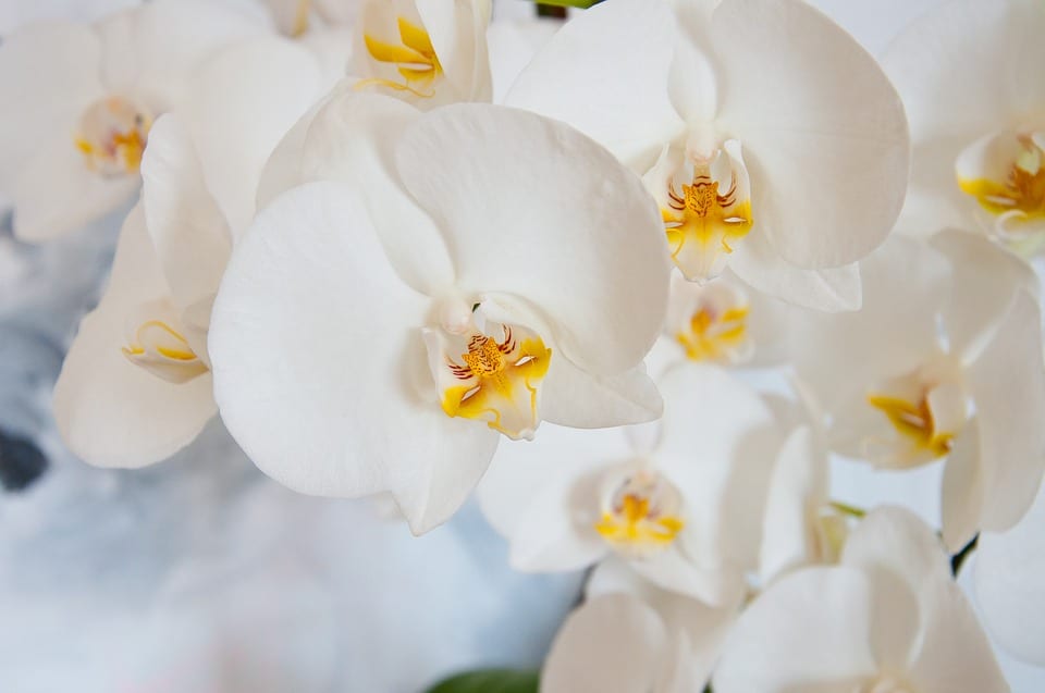 Orquídea blanca: guía de cuidados de la Phalaenopsis