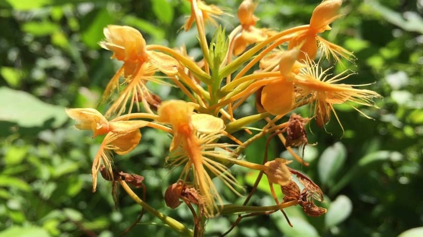 Detalle de la flor de Platanthera ciliaris con el labelo fimbriado