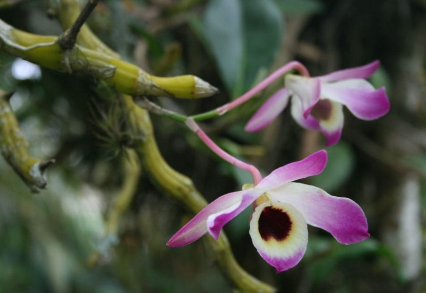 Flor de Dendrobium nobile vista de cerca