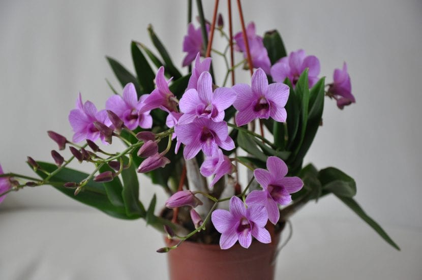 Dendrobium cultivado en maceta