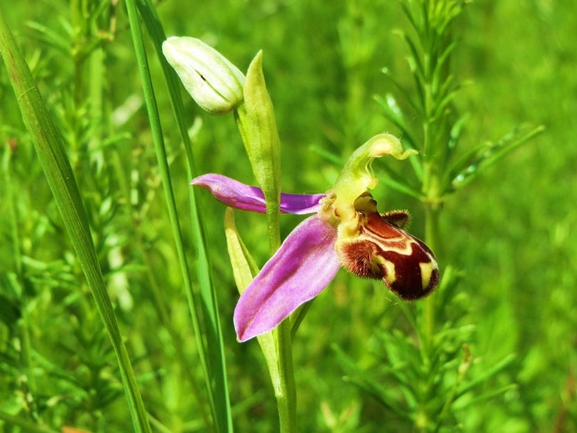 Ophrys speculum: el espejo de Venus, orquídea ibérica