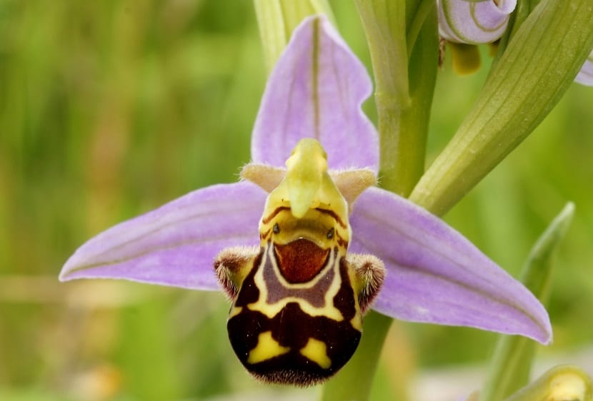 Flor de Ophrys speculum vista de cerca, con el labelo azul brillante rodeado de pelos oscuros