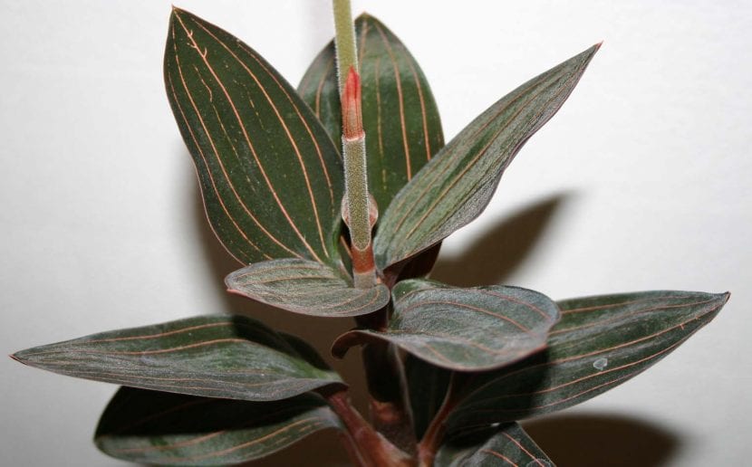 Hojas de terciopelo oscuro con nervios rosados de Ludisia discolor