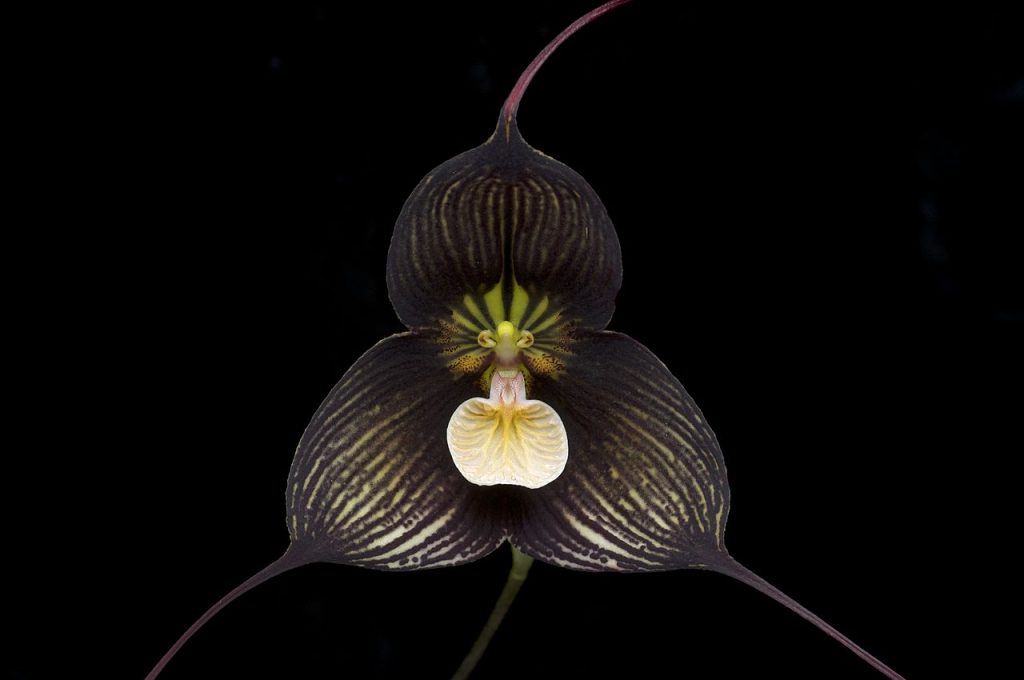 Flor de Dracula vampira con nervadura casi negra