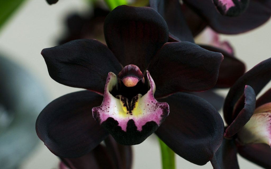 Cymbidium en flor cultivado en maceta