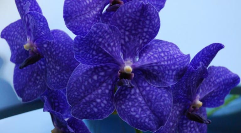 Híbrido de Vanda Pachara Delight en flor