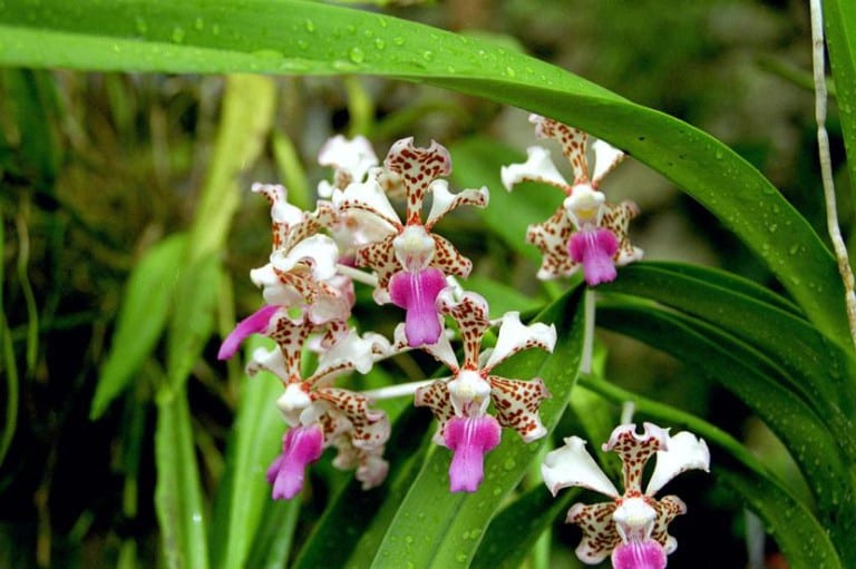 Flores moteadas de Vanda tricolor var. suavis