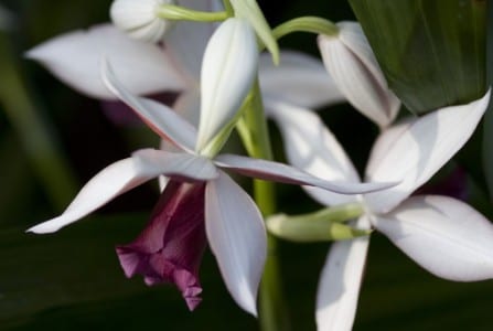 Flores de Phaius, orquídea terrestre de gran porte