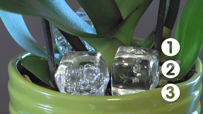 Cubitos de hielo sobre el sustrato de una orquídea