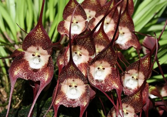 Flor de Dracula simia, la orquídea cara de mono