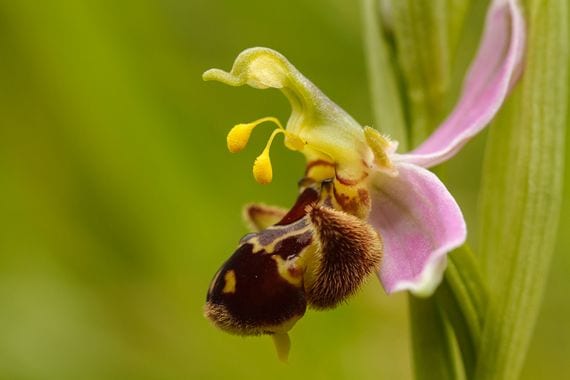 Ophrys, orquídea silvestre con forma de abeja