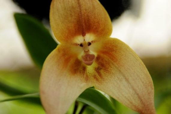 Seis orquídeas con forma de animal y su explicación