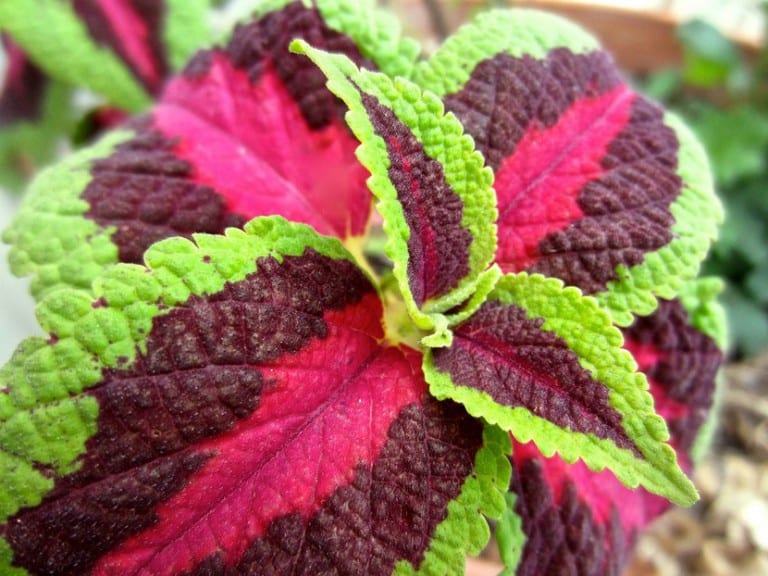 Arriate con plantas ornamentales de distintos colores