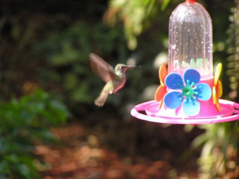 Casa para pájaros con bebedero en un jardín