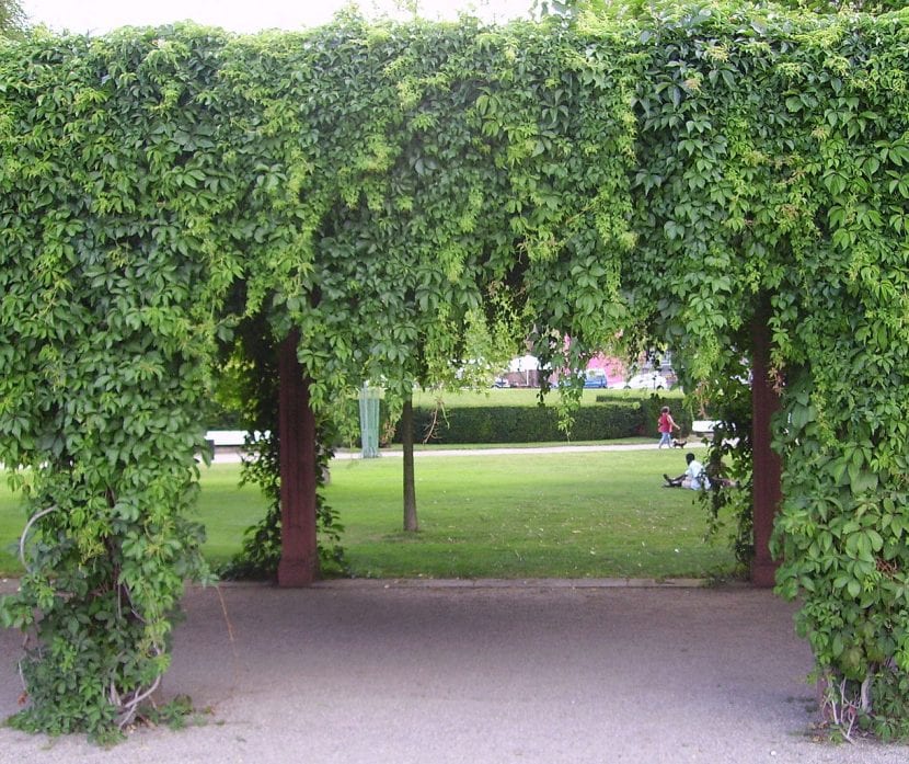Pérgola cubierta por una trepadora en flor