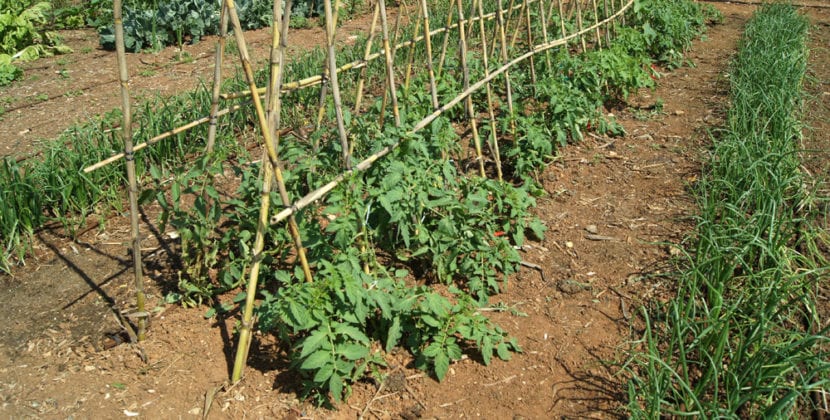 Bancal de huerto con tomateras